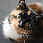 Kedi Fobisi (Ailurofobi) Testi