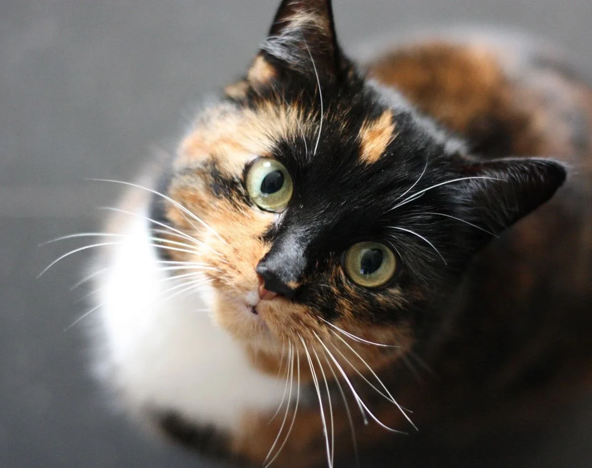 Kedi Fobisi (Ailurofobi) Testi
